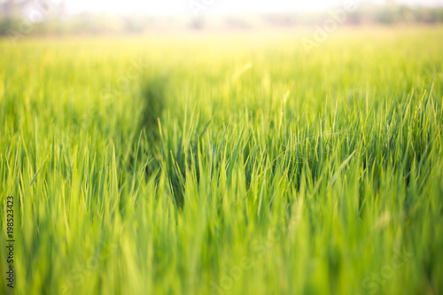 Abstract natural background of green grass and sun flare background. Soft focus.