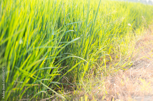 Abstract natural background of green grass and sun flare background. Soft focus.