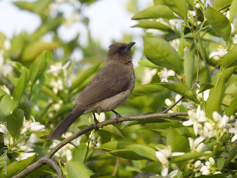 Common bulbul, Pycnonotus barbatus Common bulbul, Pycnonotus barbatus