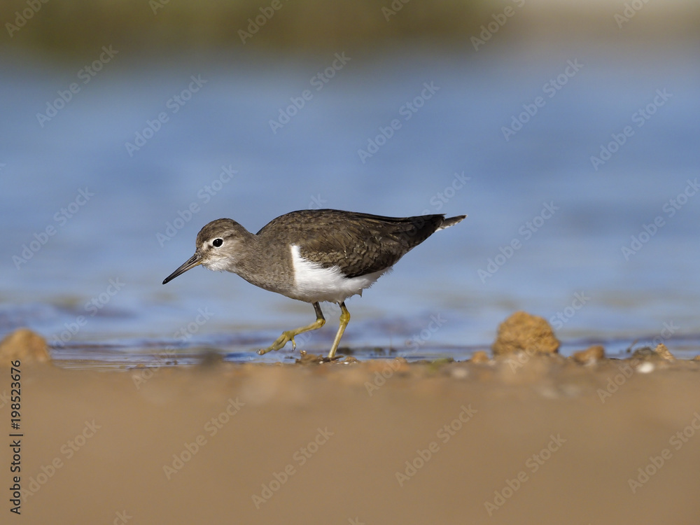 Common sandpiper, Tringa hypoleucos Common sandpiper, Tringa hypoleucos