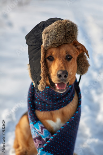 funny dog Chinuk in winter clothes with a scarf and fur hat. photo