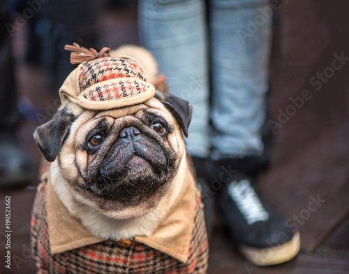 Fototapeta Naklejka Na Ścianę i Meble -  French Bulldog dressed in the style of Sherlock Holmes
