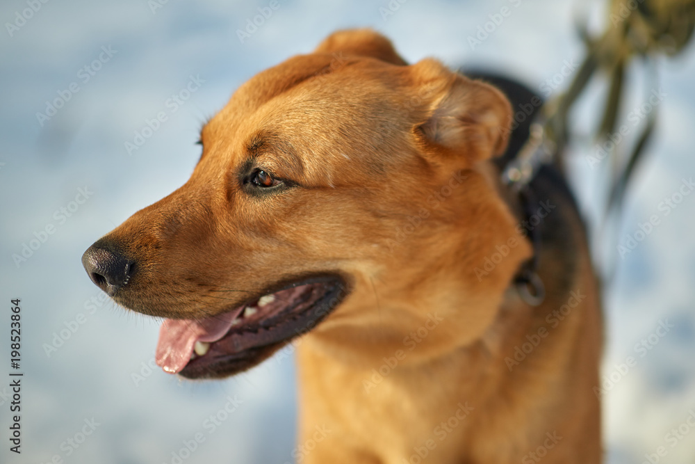 golden retriever on a leash. portrait of a smart dog. looking away