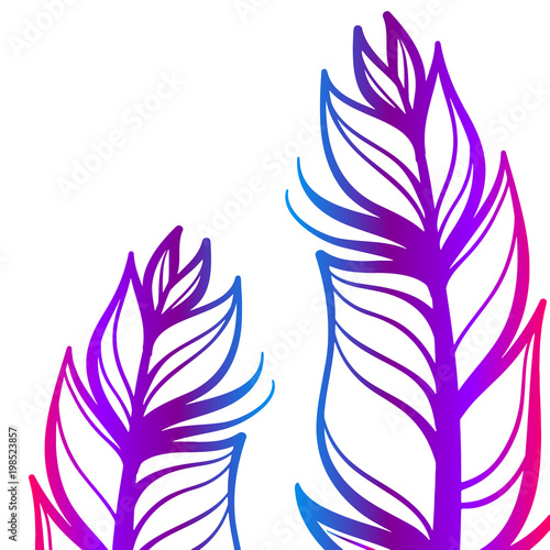Beautiful gradient of feathers on white background, close-up