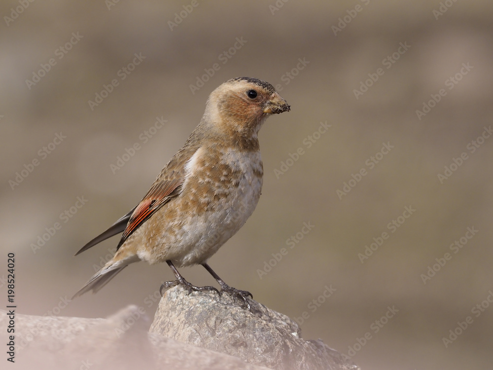 Crimson-winged finch, Rhodopechys sanguinea Crimson-winged finch, Rhodopechys sanguinea