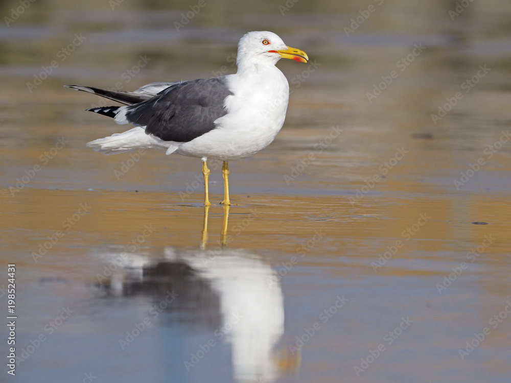 Lesser black-backed gull, Larus fuscus Lesser black-backed gull, Larus fuscus