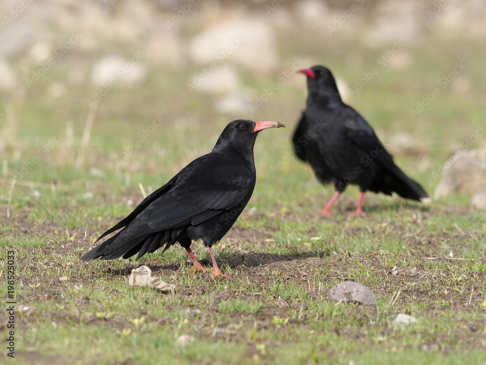 Red-billed chough, Pyrrhocorax pyrrhocorax Red-billed chough, Pyrrhocorax pyrrhocorax