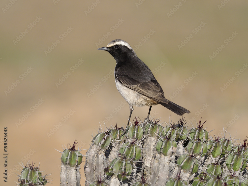 Obraz premium Red-rumped wheatear, Oenanthe moesta