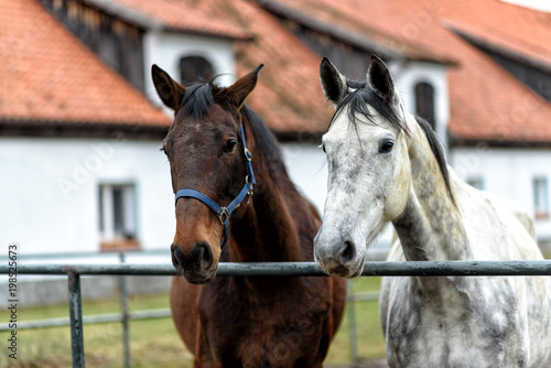 Fototapeta Naklejka Na Ścianę i Meble -  Gestüt in Masuren in Ostpolen