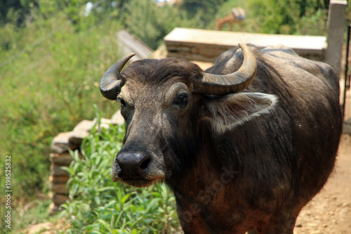 Nepali Cow  Landruk village  Annapurna area  Himalayas  Nepal 