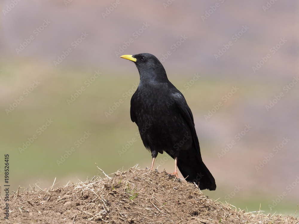 Yellow-billed chough or Alpine chough, Pyrrhocorax graculus Yellow-billed chough or Alpine chough, Pyrrhocorax graculus