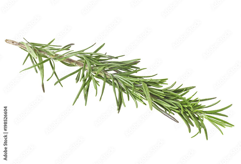 Fototapeta premium Branch of rosemary, white background