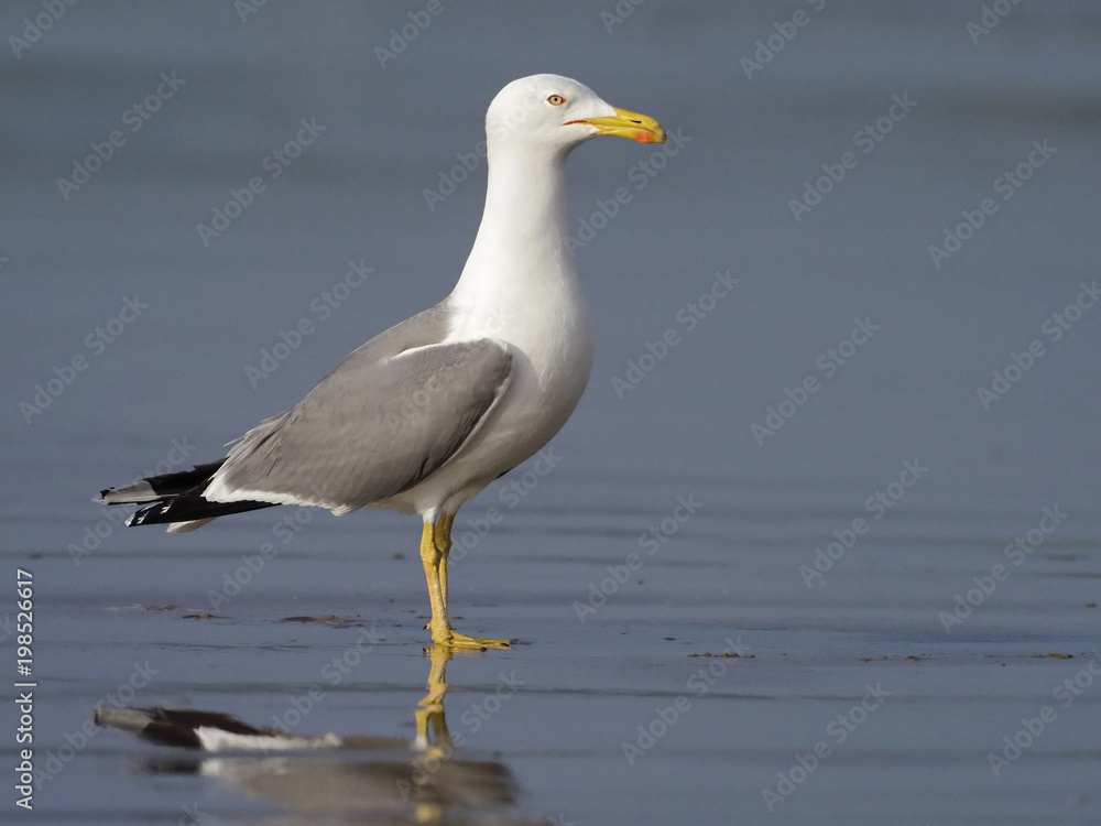 Yellow-legged gull, Larus cachinnans Yellow-legged gull, Larus cachinnans