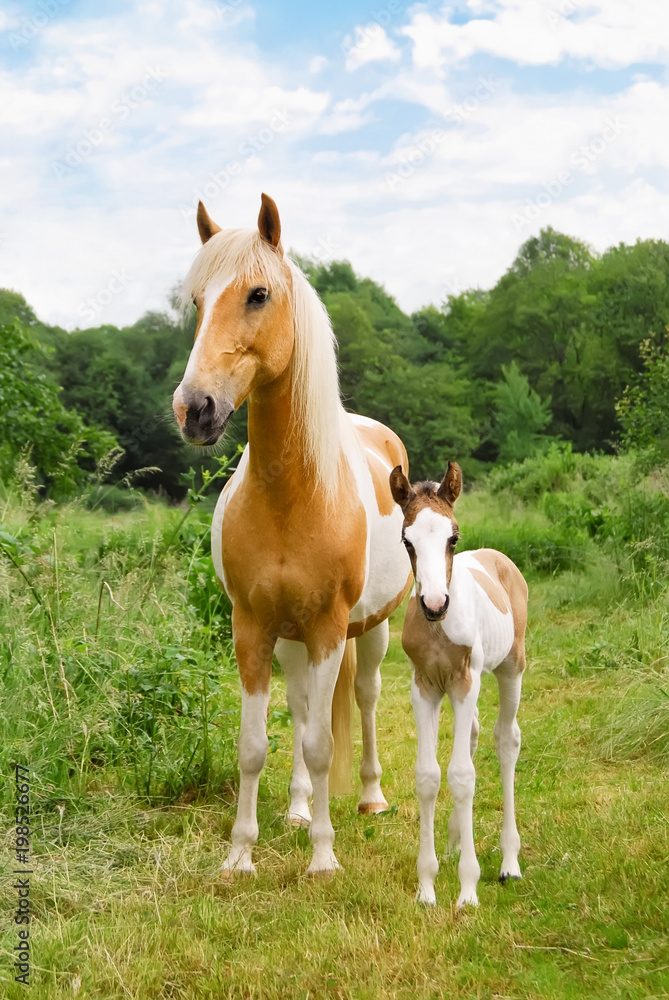 Pony foal and its mare standing in a meadow, coat color pinto with tobiano patterns 