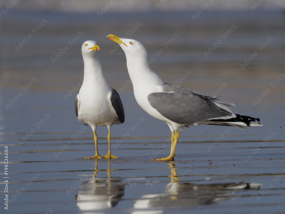 Yellow-legged gull, Larus cachinnans Yellow-legged gull, Larus cachinnans