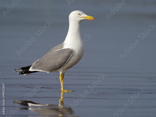 Yellow-legged gull, Larus cachinnans