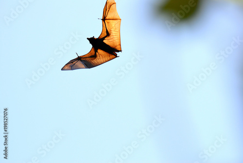 Black flying fox (Pteropus alecto) with spread wings in the air photo