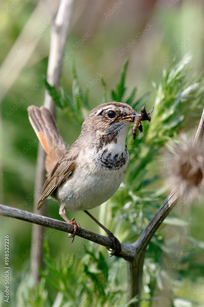 Fototapeta premium Bluethroat (Luscinia svecica).
