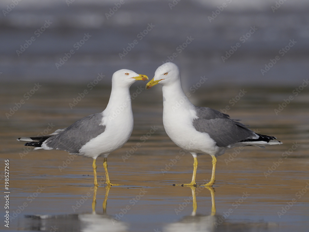 Yellow-legged gull, Larus cachinnans Yellow-legged gull, Larus cachinnans