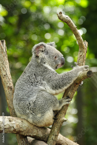 Fototapeta Naklejka Na Ścianę i Meble -  Koala on eucalyptus tree in Australia.