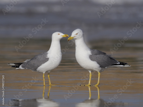 Yellow-legged gull  Larus cachinnans