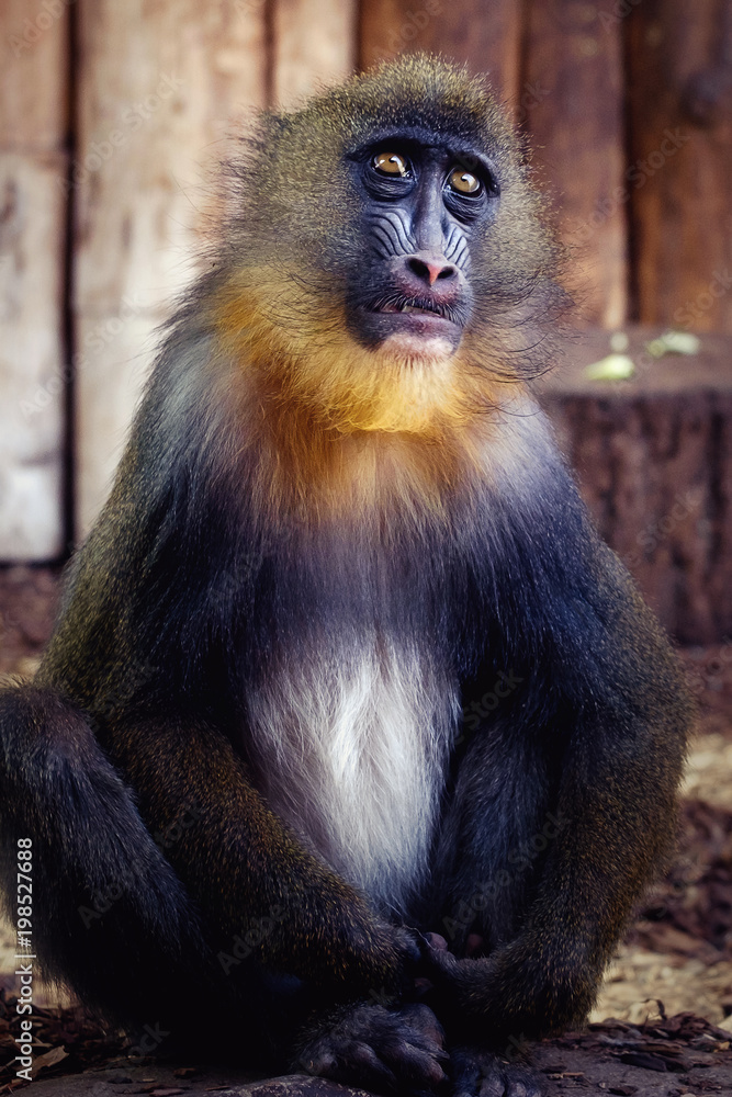 Fototapeta premium Mandrill