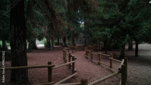 Slow fly through a field of Redwood trees