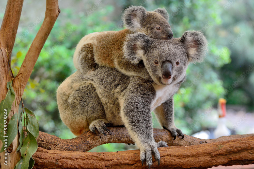 Naklejka premium Matka koala z dzieckiem na plecach