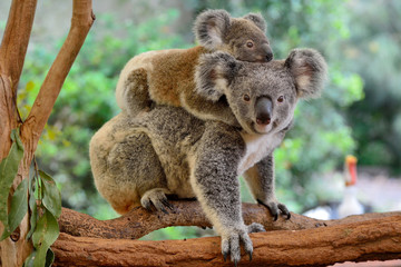 Glasbilder Tieren Mutter Koala mit Baby auf dem Rücken  © Alizada Studios