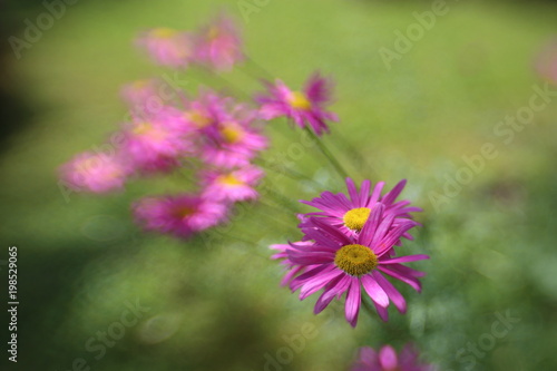 Detail of pink daisy