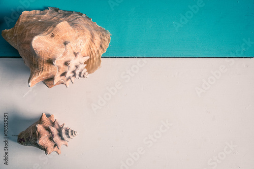 conk shells on wooden background copy space  - shell decoration