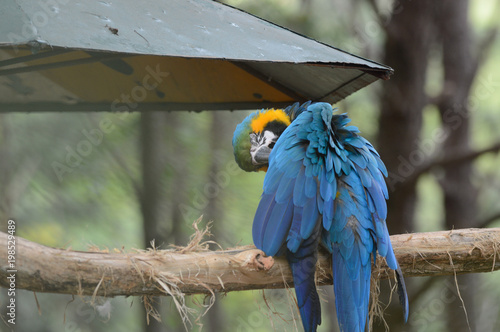 Arara Canindé photo