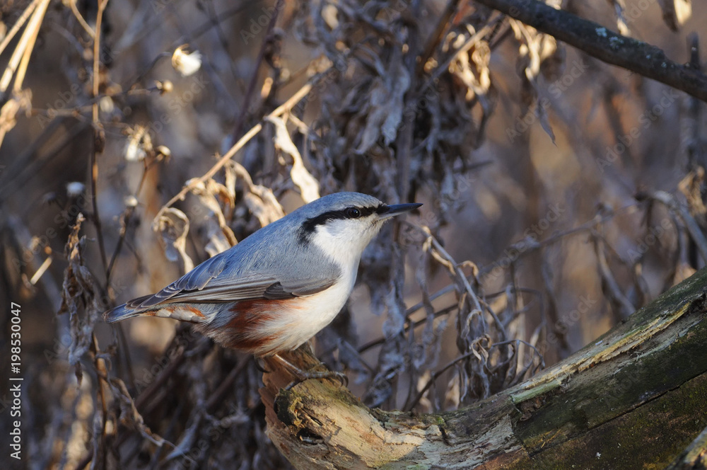 Obraz premium Wood nuthatch sits on a log against the background of a dry grass.