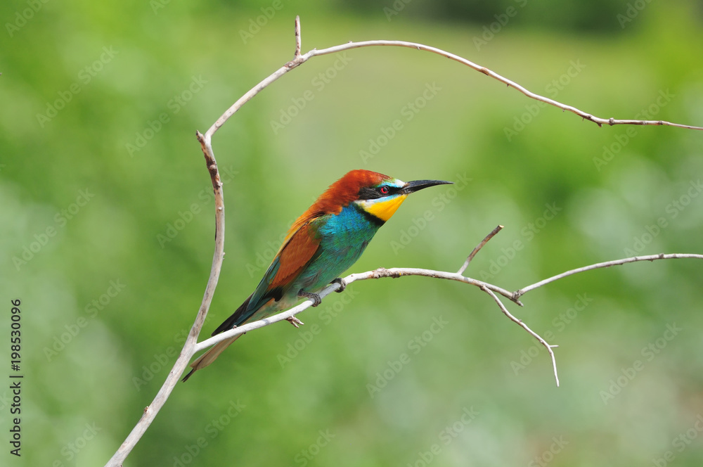 Small colorful dragon (bee-eater) sits a thin dry branch. Small colorful dragon (bee-eater) sits a thin dry branch.