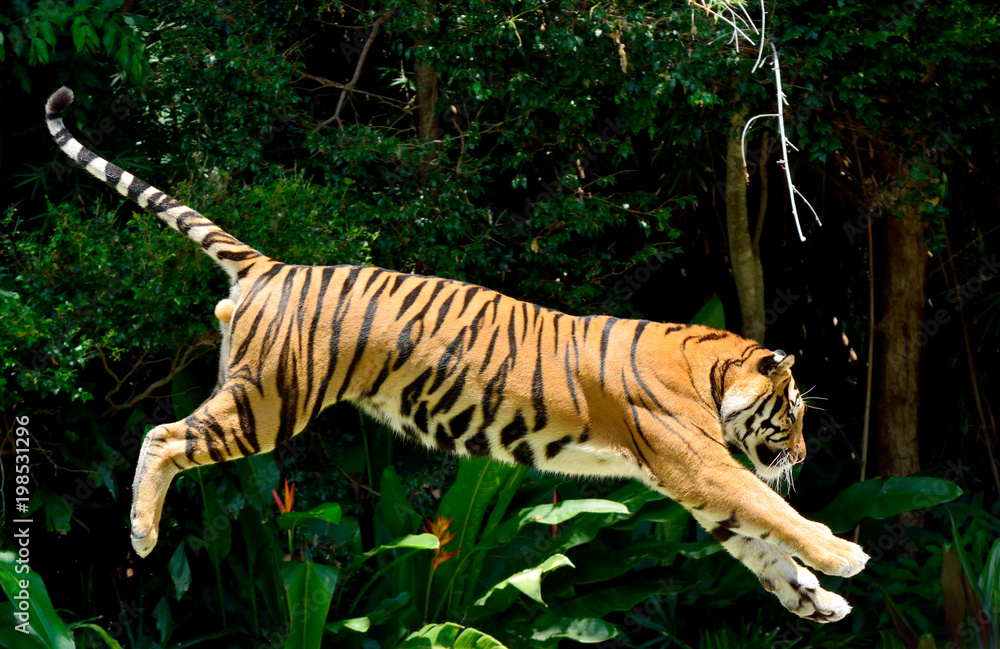Fototapeta premium Tygrys (Panthera Tigris)