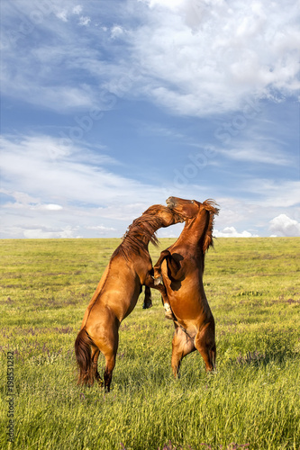 Fighting wild stallions on summer meadow