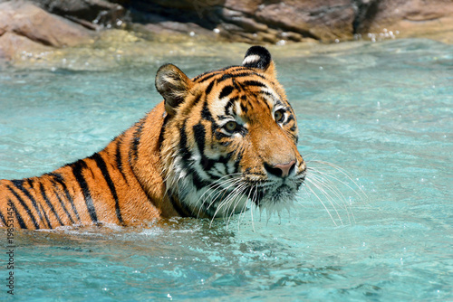 Fototapeta Naklejka Na Ścianę i Meble -  Tiger (Panthera tigris) relaxing in pool