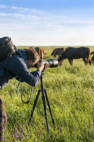Photographer-animal painter, taking pictures of wild horses.