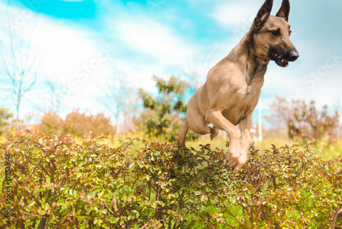 dog