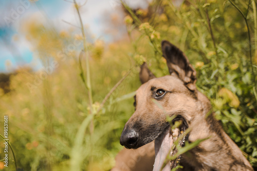 Dog