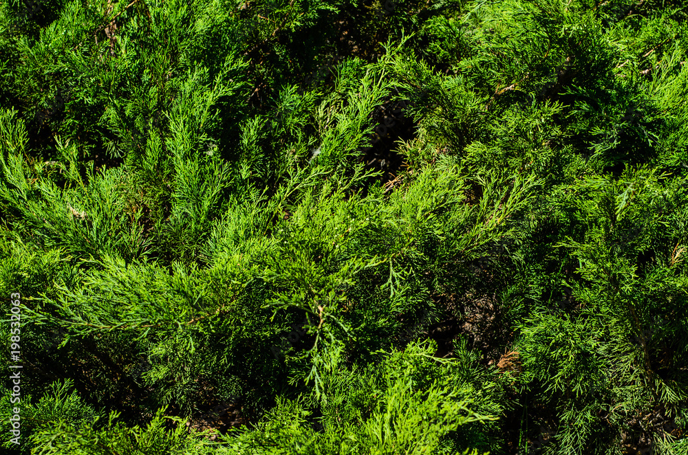 Thuja bushes in a city park