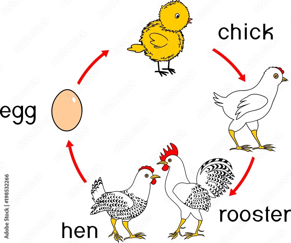 Life Cycle Of Chicken Stages Of Chicken Growth From Egg To Adult Bird ...