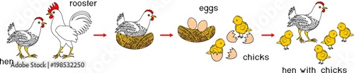 Chicken life cycle with titles. Stages of chicken growth from egg to adult bird
