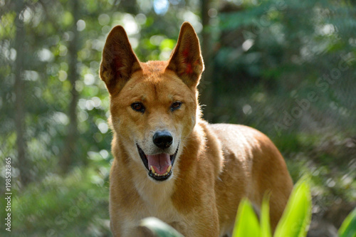 Bilde på lerret Dingo dog (Lupus Dingo)