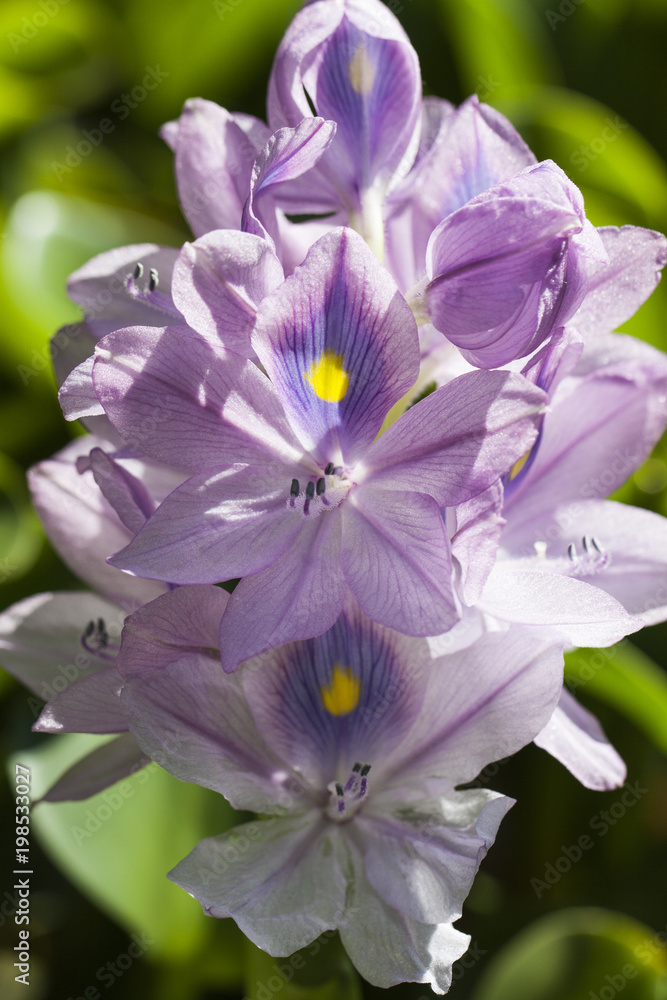Primer plano de ramo de flores lilas, Jacinto de agua (Eichhornia crassipes) Stock Photo | Adobe Stock Primer plano de ramo de flores lilas, Jacinto de agua (Eichhornia crassipes) Stock Photo | Adobe Stock