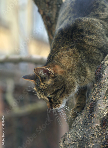 Canvas Print cats on tree