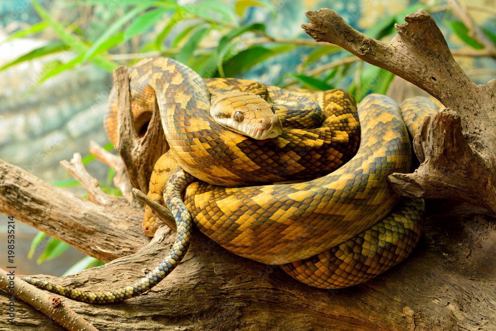 Fototapeta premium Scrub python (Morelia kinghorni)