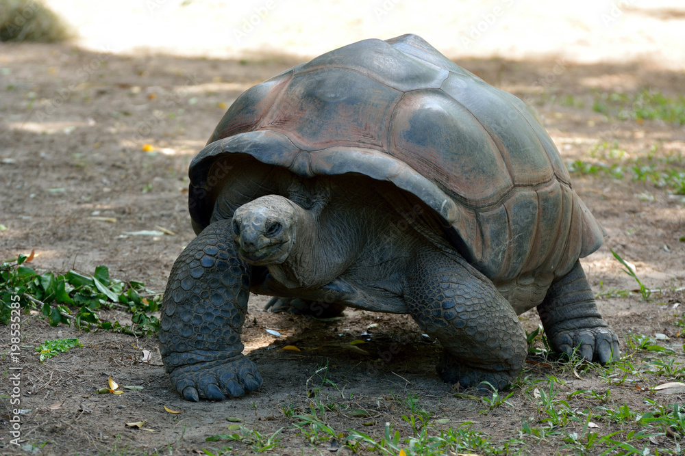 Galapagos giant tortoise (Chelonoidis nigra) Galapagos giant tortoise (Chelonoidis nigra)