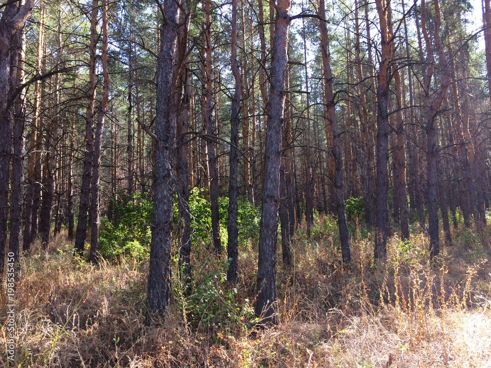 Fototapeta premium Pine forest