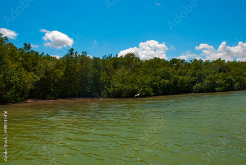 Dry mangrove trees. Rio Lagartos, Yucatan, Mexico photo